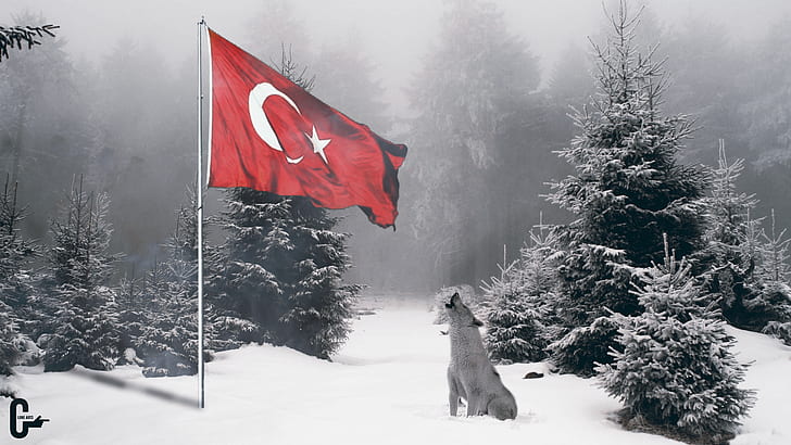 bozkurt, forest, nature, snow, wolf, HD wallpaper