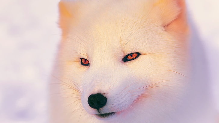 selective focus photography of white fox, arctic fox, animals