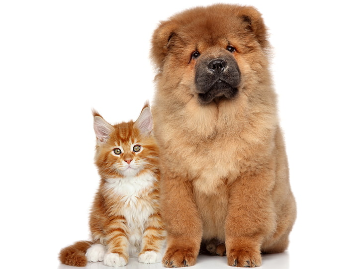 brown chow chow puppy, cat, dog, fluffy, mammal, pets, domestic, HD wallpaper