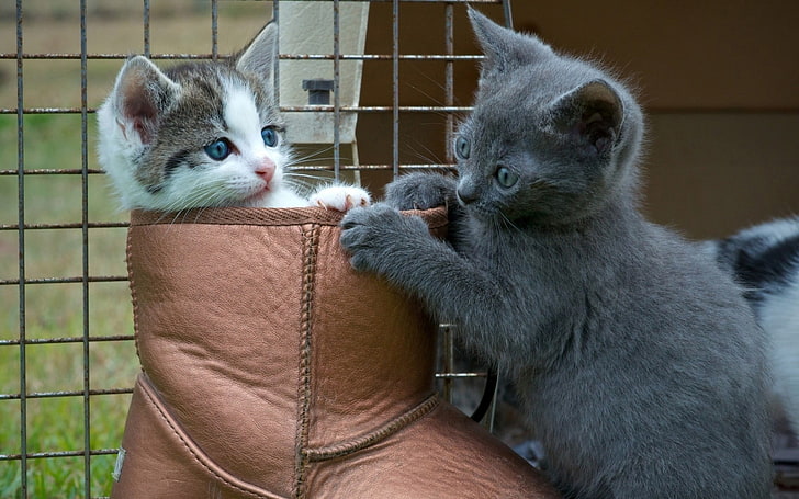 two grey and white-and-brown kittens, cat, animals, baby animals