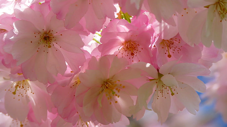 flower, blossom, pink, cherry blossom, spring, petal, flora, HD wallpaper