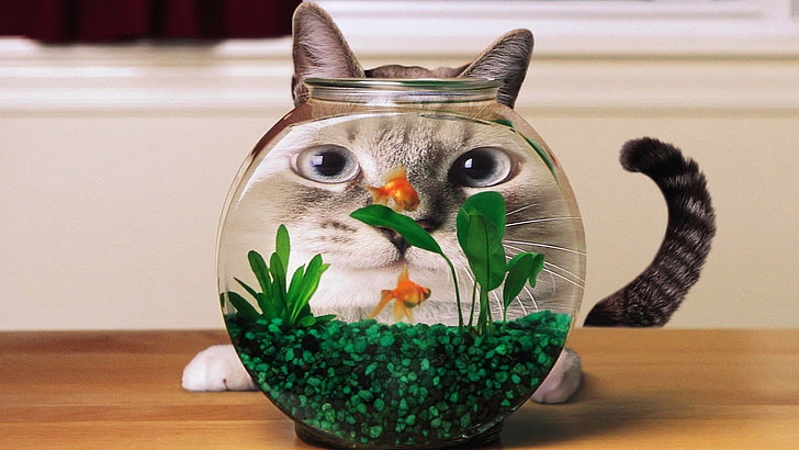 aquarium, cats, Distortion, goldfish, humor, animal themes, HD wallpaper