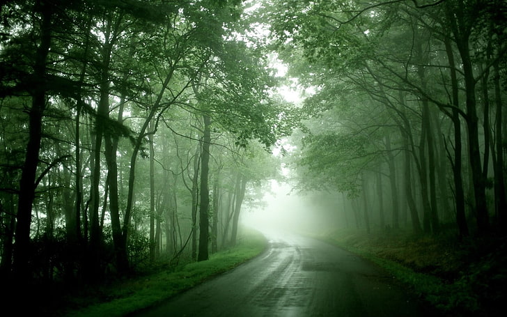road between green leafed trees, forest, nature, plant, fog, land
