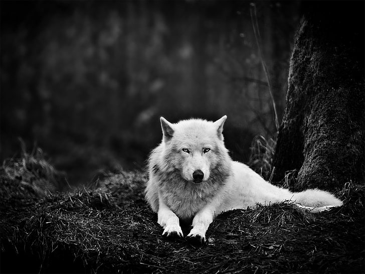 grayscale photo of wolf, grayscale photo of a wolf, forest, monochrome, HD wallpaper