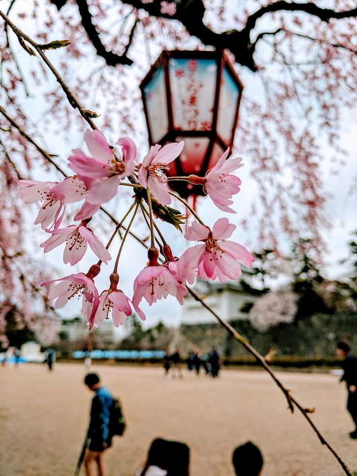 Japan, cherry blossom, plant, flowering plant, tree, fragility, HD wallpaper