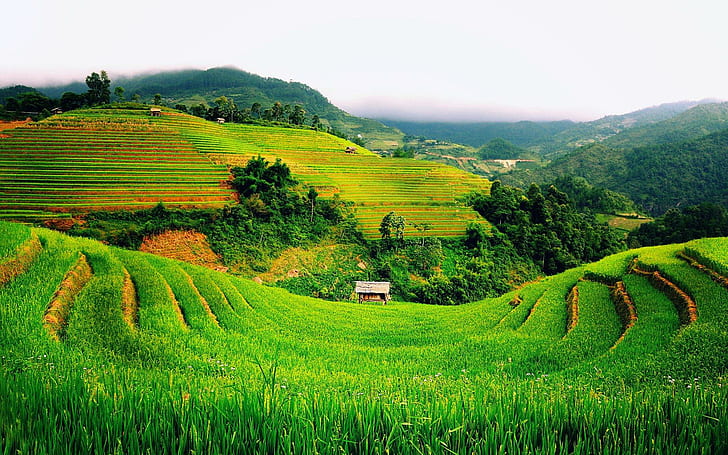 Beautiful Terraced Green Fields, hills, nature and landscapes