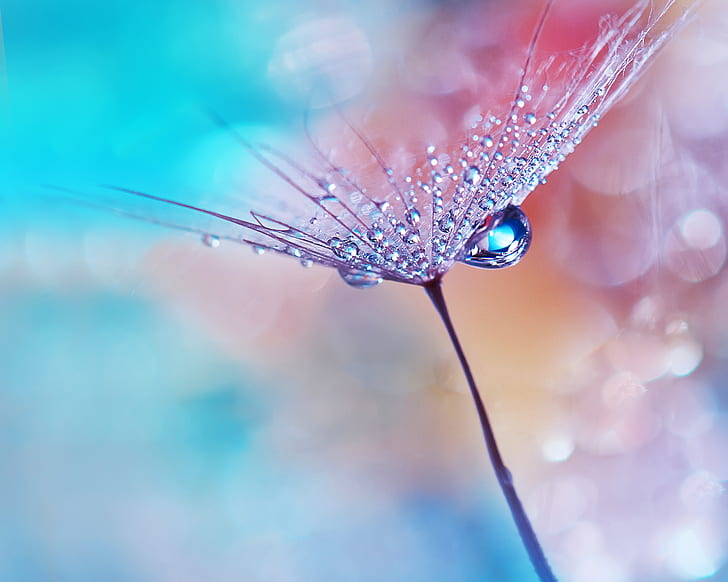 Dew drops, Flower, Bokeh, Macro, Huawei MediaPad, Stock, HD HD wallpaper