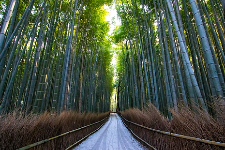  HD wallpaper bamboo asia japan kyoto arashiyama path 