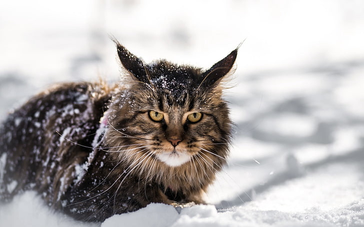 brown wildcat, maine coon, fluffy, snow, animal, winter, pets