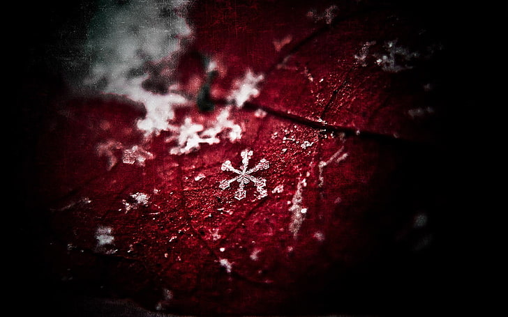 untitled, leaves, frost, snow, plants, red, macro, close-up, no people, HD wallpaper