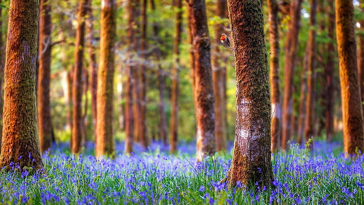 blue flowers, united kingdom, england, bluebell woods, bluebells, HD wallpaper