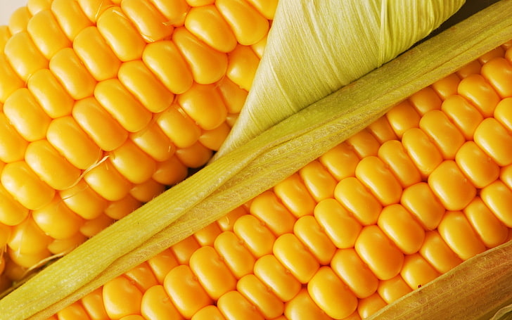 two orange corn cobs, delicious, food, vegetable, sweetcorn, yellow, HD wallpaper