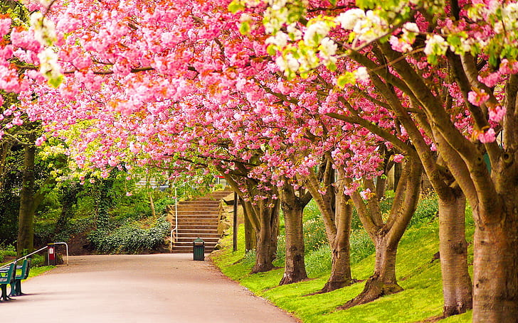 nature, 1920x1200, Spring, Lovely, colours, of england, england nature