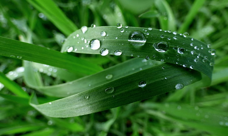 shallow focus of green grasses with rain drops, Grün, Halme