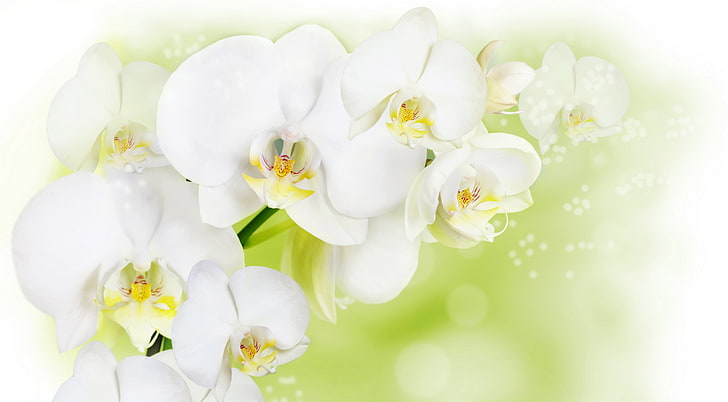 white orchids, flowers, background, nature, petal, plant, flower Head, HD wallpaper