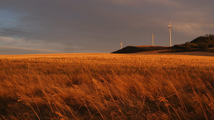 grass field overlooking windmills under blue sky, Alberta, Wind Farm