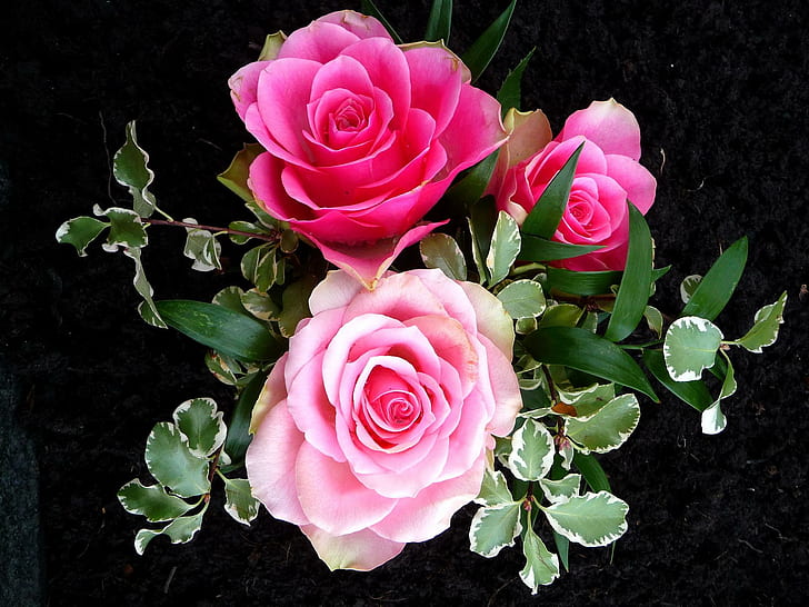 Roses Always Mean Love, petal, flower, nature, pink, nature and landscapes