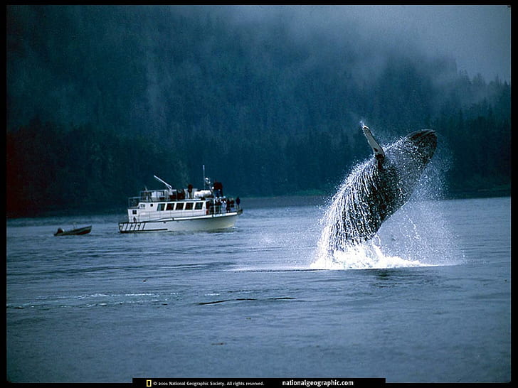 National Geographic Whales Background Free, black frame blue, white, and black picture of whale