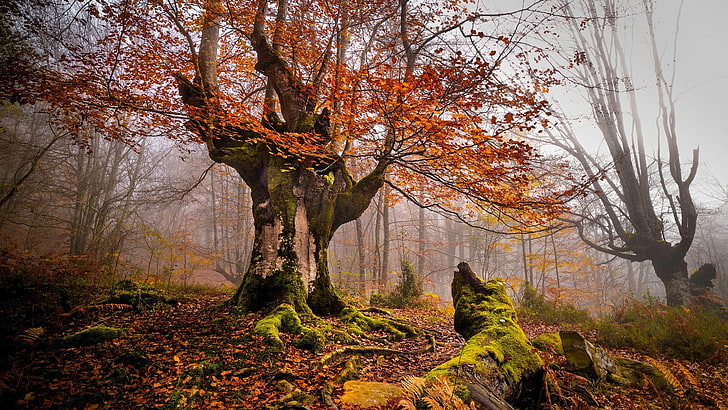 brown leafed tree, nature, landscape, trees, forest, moss, mist