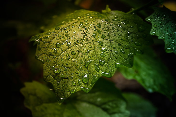 green leaf, closeup photography of green leaf with droplets of water, HD wallpaper