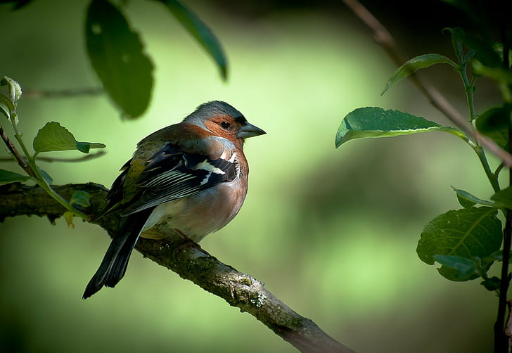 animals, birds, vignette, twigs, finches, leaves, green