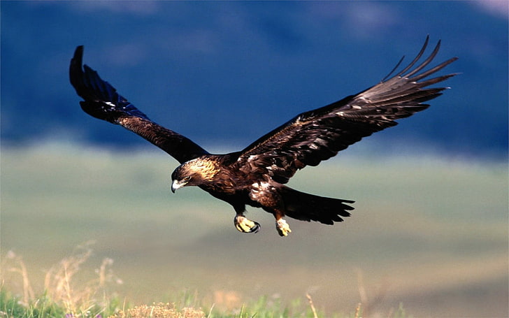 animals, eagle, closeup, birds, animal themes, flying, animals in the wild, HD wallpaper