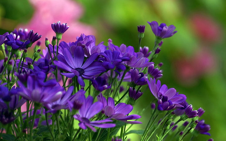 purple osteospermum flowers, small, green, close-up, nature, plant, HD wallpaper