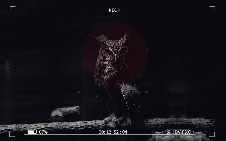black owl screenshot, camera, digital art, animals, birds, animal themes, HD wallpaper
