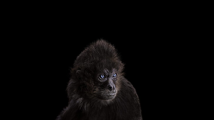 black monkey, photography, mammals, simple background, blue eyes