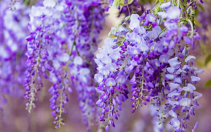Wisteria, vara, purple, flower, summer, glicina, flowering plant, HD wallpaper