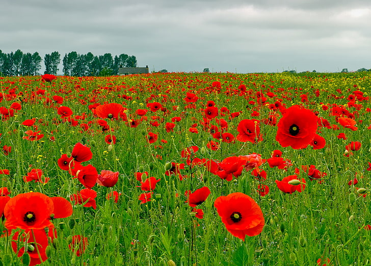 red poppy flowers, field, the sky, clouds, trees, house, Maki
