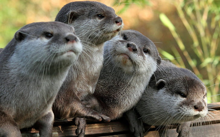 Four Otters, four animals, gray look, HD wallpaper