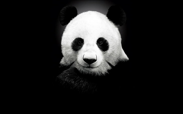 black and white panda, monochrome, animals, mammal, animal themes, HD wallpaper