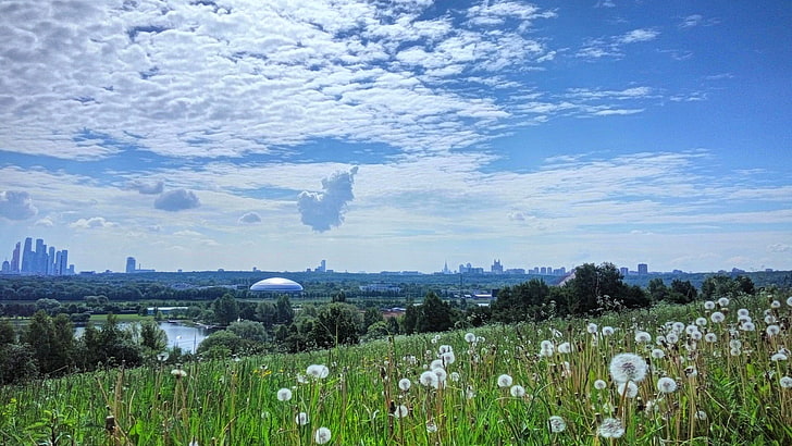 white dandelion, landscape, cityscape, summer, grass, Moscow
