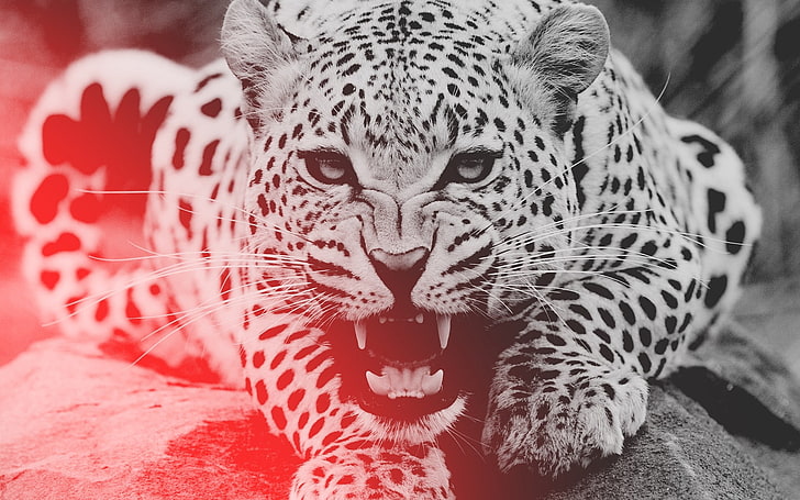 grayscale photo of Jaguar, leopard, aggression, teeth, face, animal
