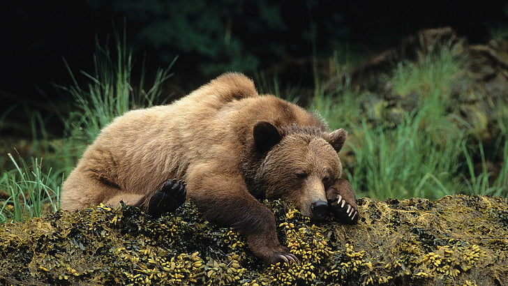 bear, brown bear, sleep, wildlife, wild animal, rest, cute, HD wallpaper