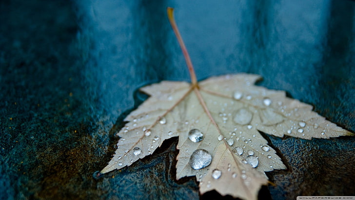 gray maple leaf, nature, macro, leaves, water drops, close-up