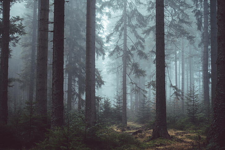 woods, forest, eerie, misty, trees, mysterious, HD wallpaper