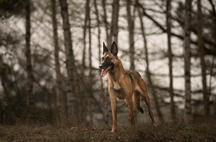 Dogs, Belgian Malinois, Pet, HD wallpaper