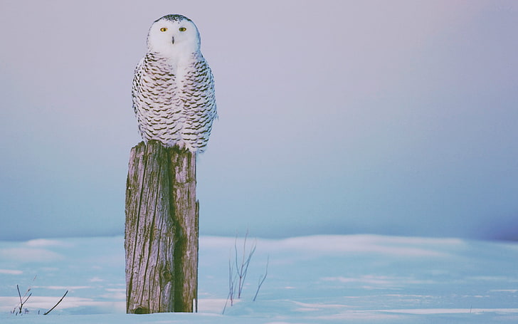 winter, owl, birds, animals, vertebrate, animal themes, animal wildlife