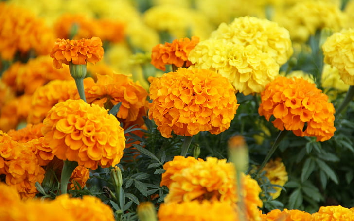 *** MARIGOLDS ***, orange and yellow petal flower, nature, flowers