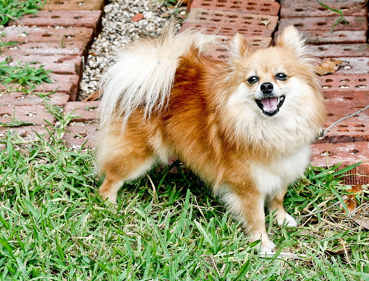 adult tan Pomeranian, dog, fluffy, grass, pets, animal, cute