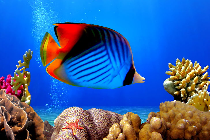 blue, black, and red fish, underwater world, ocean, fishes, tropical