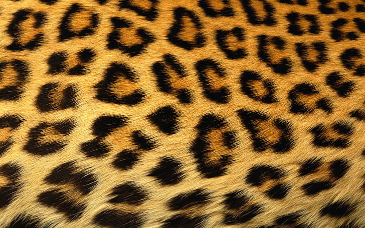 abstract, leopard, Print, skin, animal, animal themes, animal wildlife, HD wallpaper