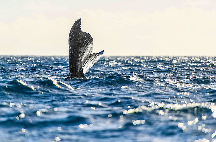 photography of gray tail on water, whales, whales, sea, nature