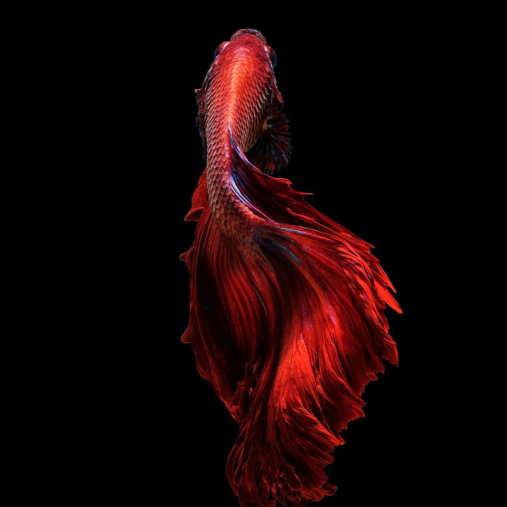 betta, Fighting, fish, psychedelic, Siamese, tropical, underwater