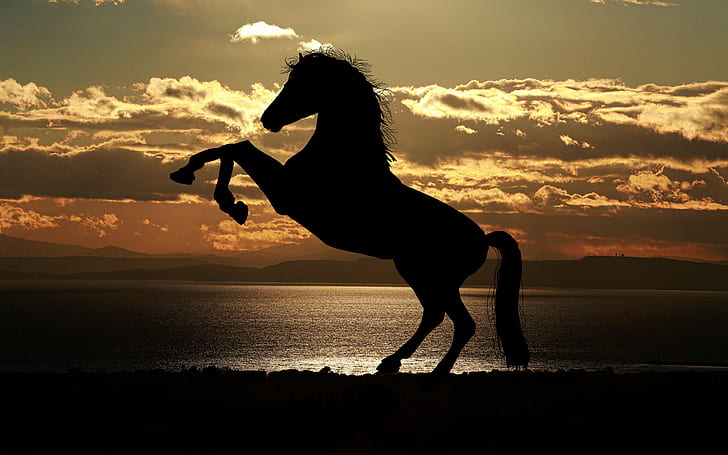 HD wallpaper: Silhouetted horse, 4k, 8k, HD | Wallpaper Flare