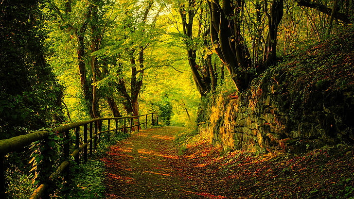 nature, forest, landscape, tree, park, grass, autumn, summer, HD wallpaper