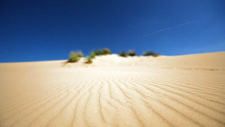 brown sand, green leafed plants at desert during daytime, depth of field