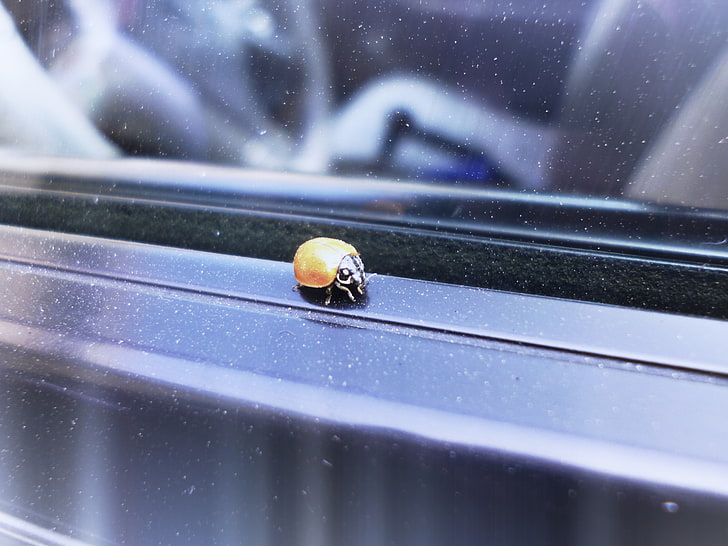 black Sony PS4 game console, ladybugs, window, insect, animals in the wild, HD wallpaper